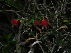 Calliandra purpurea