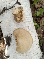 Pleurotus calyptratus