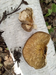 Pleurotus calyptratus