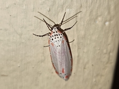 Utetheisa ornatrix