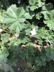 Malva neglecta