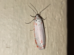 Utetheisa ornatrix
