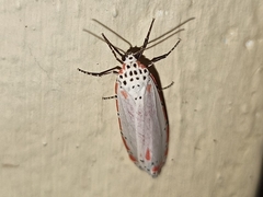 Utetheisa ornatrix