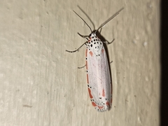 Utetheisa ornatrix
