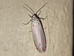 Utetheisa ornatrix