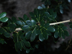 Calliandra purpurea