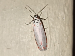 Utetheisa ornatrix