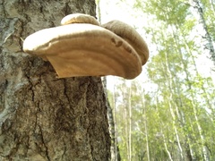 Pleurotus calyptratus