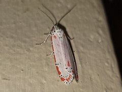 Utetheisa ornatrix