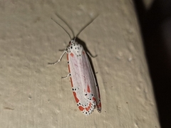 Utetheisa ornatrix