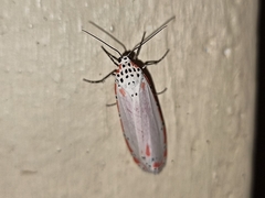 Utetheisa ornatrix