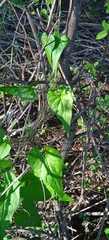 Chthamalia tehuacana