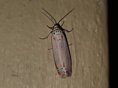 Utetheisa ornatrix