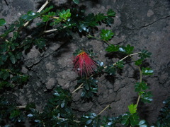 Calliandra purpurea