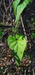 Chthamalia tehuacana