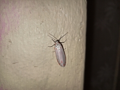 Utetheisa ornatrix