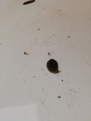 Glossiphonia complanata