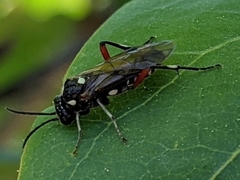 Macrophya punctumalbum