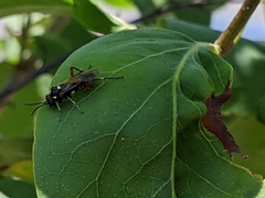 Macrophya punctumalbum