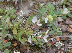 Astragalus guttatus