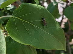 Macrophya punctumalbum