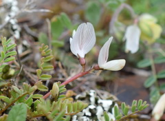 Astragalus guttatus
