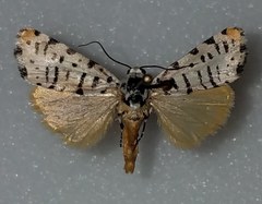 Tarache idella