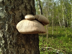 Pleurotus calyptratus