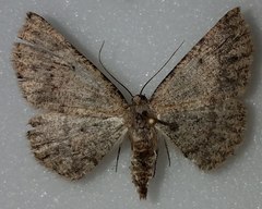 Somatolophia pallescens