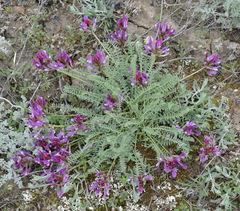 Astragalus suprapilosus