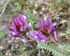 Astragalus suprapilosus