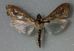 Diastictis robustior