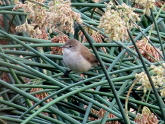 Acrocephalus scirpaceus baeticatus