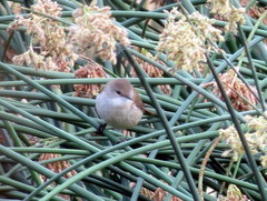Acrocephalus scirpaceus baeticatus