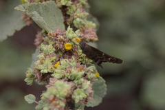 Thorybes dorantes galapagensis