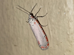 Utetheisa ornatrix