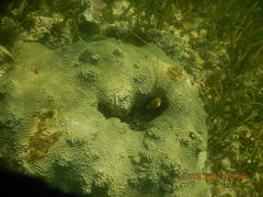 Pseudodiploria clivosa