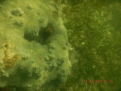 Pseudodiploria clivosa