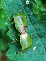 Palomena viridissima