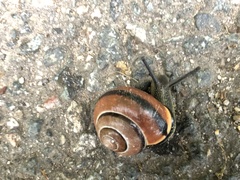 Cepaea nemoralis