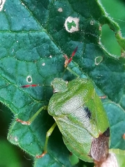 Palomena viridissima