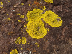 Candelina submexicana