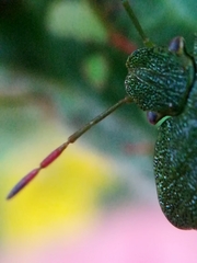 Palomena viridissima