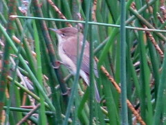 Acrocephalus scirpaceus hallae