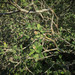Bernardia myricaefolia - Photo (c) Roger Shaw, alguns direitos reservados (CC BY-NC-SA)