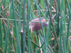 Acrocephalus scirpaceus hallae