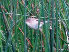Acrocephalus scirpaceus hallae