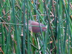 Acrocephalus scirpaceus hallae