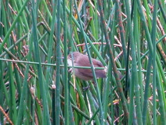 Acrocephalus scirpaceus hallae