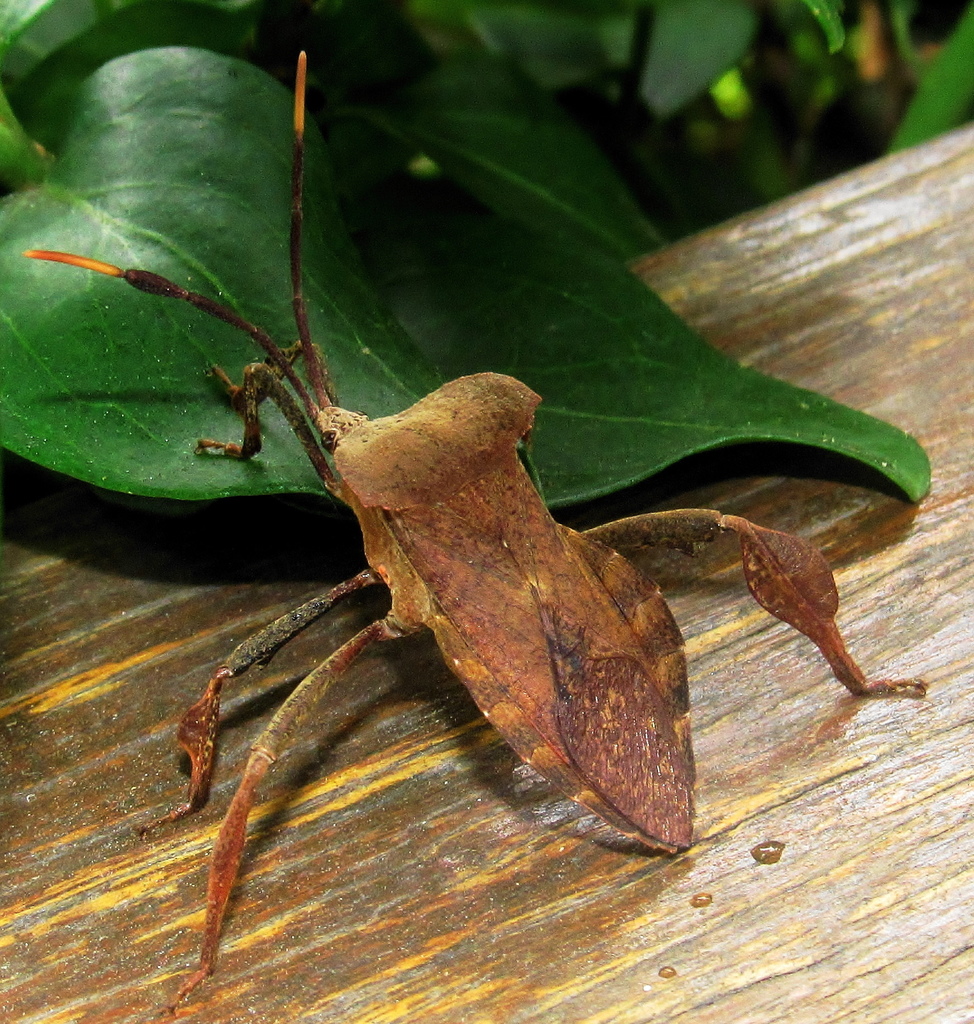 Phyllogonia